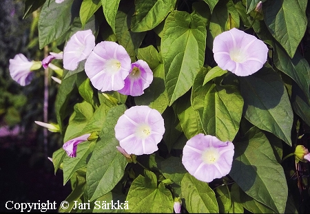 Calystegia sepium ssp. spectabilis, punakarhunk�ynn�s